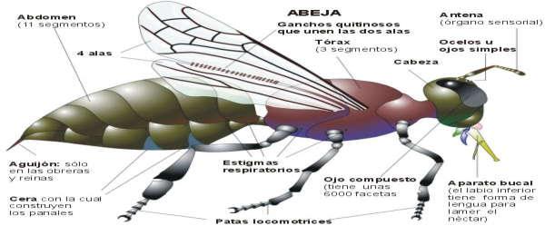 ARTRÓPODOS (7) Hexápodos/Insectos Los segmentos del cuerpo se agrupan en cabeza, tórax y abdomen. En la cabeza, un par de ojos compuestos.