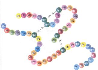 un esqueleto o cadena principal de la proteína a partir de la cual emergen las cadenas laterales de cada aminoácido. La estructura primaria es la que determina los niveles superiores de organización.