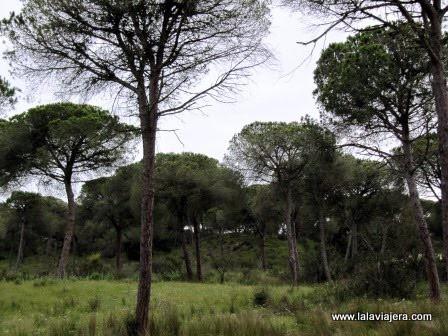 En España y en el resto de países del mediterráneo el bioma es el chaparral, también conocido como