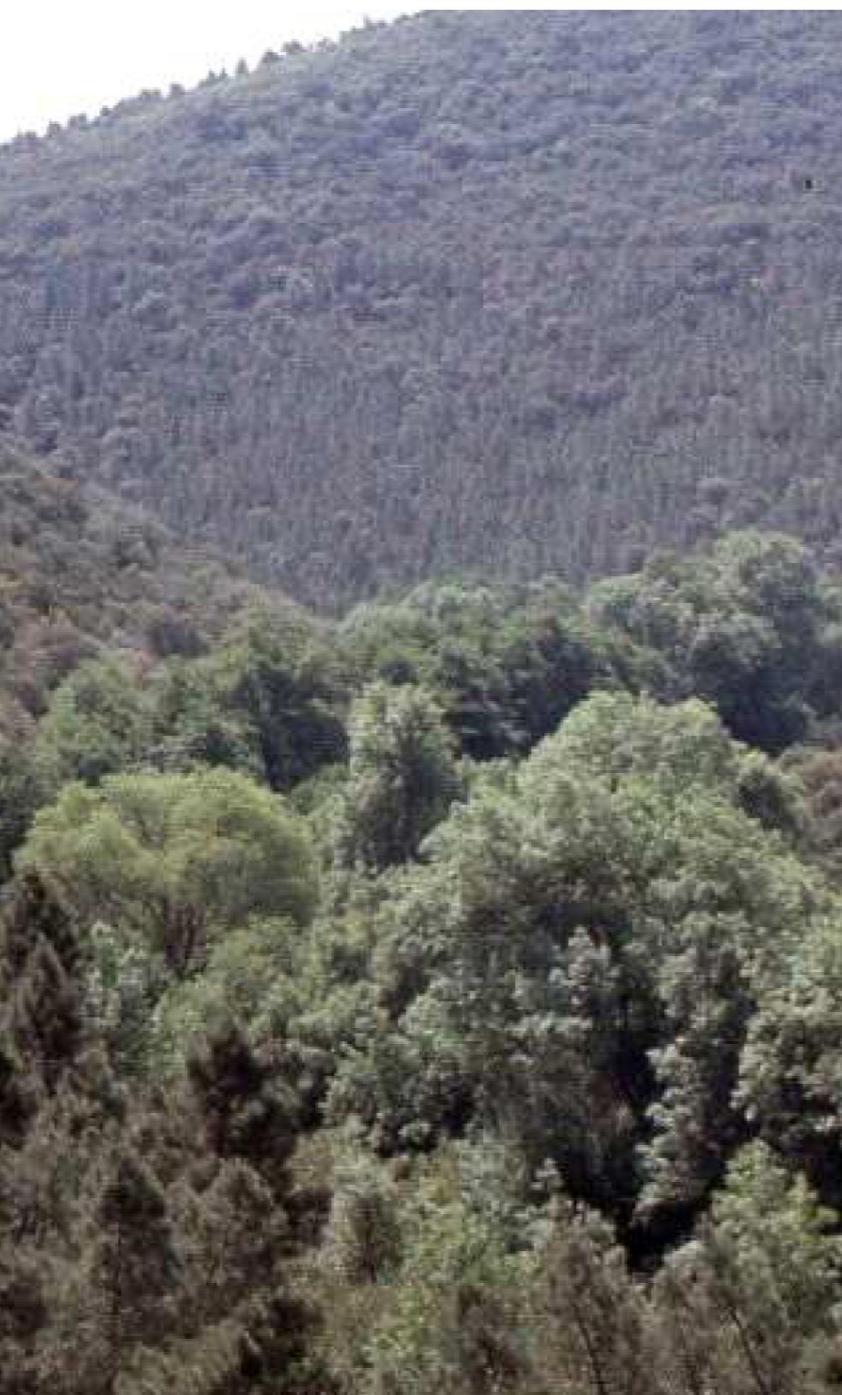 91B0 Fresnedas termófilas de Fraxinus angustifolia Bosques caracterizados por la presencia de fresnos (Fraxinus angustifolia), que suelen ubicarse en las márgenes de arroyos de escaso caudal sobre