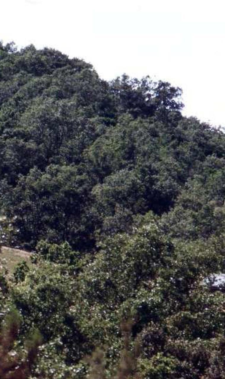 9230 Robledales galaico-portugueses con Quercus robur y/o Quercus pyrenaica Robledales caracterizados por la presencia de roble melojo (Quercus pyrenaica), que suelen estar dominados por esta especie.