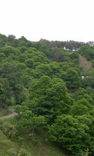 9260 Bosques de Castanea sativa Bosques dominados por castaños (Castanea sativa), así como antiguas plantaciones con sotobosque semi-natural.