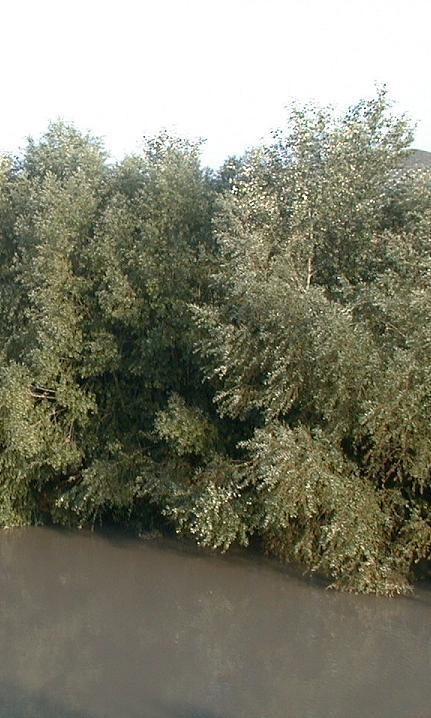92A0 Alamedas y saucedas arbóreas (Bosques galería de Salix alba y Populus alba) Vegetación riparia, arbóreo o arbustiva, dominada por álamos blancos (Populus alba) y sauces arbóreos (Salix alba,
