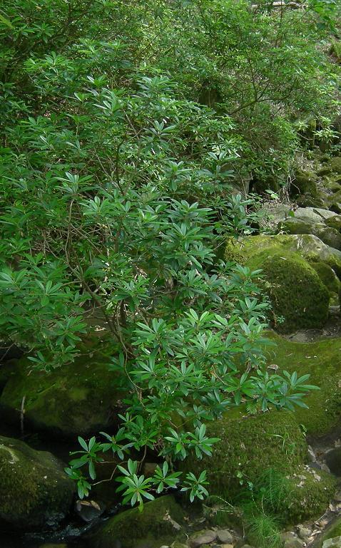 92B0_1 Canutos con ojaranzos del Aljibe Matorral alto formado por especies lauroides donde predomina Rhododendron ponticum (ojaranzo), exclusivo de las zonas con humedad ambiental constante, en