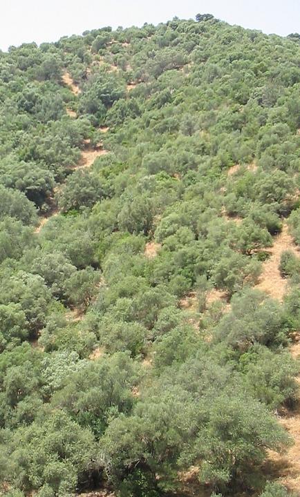9320 Bosques de Olea y Ceratonia Bosques esclerófilos de acebuches (Olea europea var. sylvestris) propios de vertisuelos de las llanuras y colinas margosas, o algarrobos (Ceretonia siliqua).