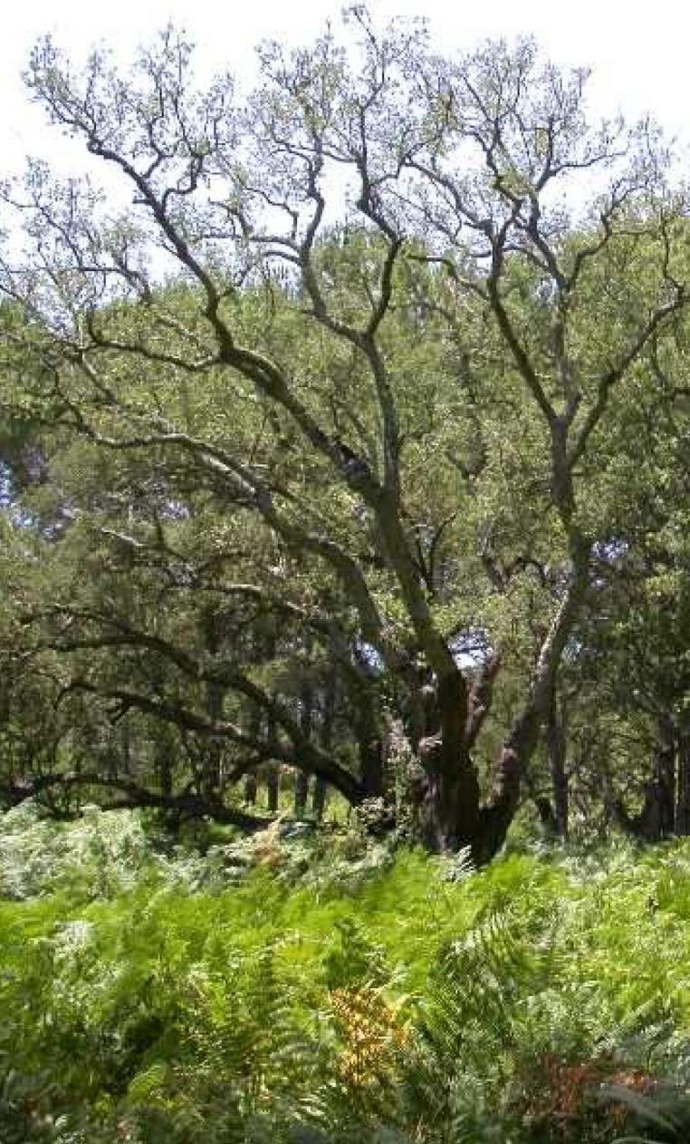 9330 Alcornocales de Quercus suber Bosques esclerófilos de alcornoque (Quercus suber), desarrollados sobre sustratos silíceos.