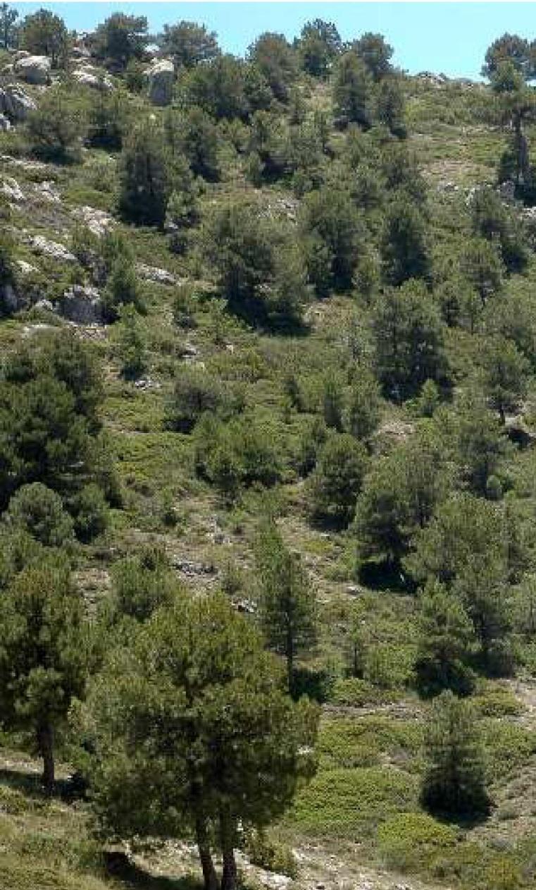 9530 Pinares (sud-)mediterráneos de pinos negros endémicos * Bosques abiertos oromediterráneos y supramediterráneos de Pinus nigra subsp. salzmannii (pino salgareño) y, a veces Pinus sylvestris var.