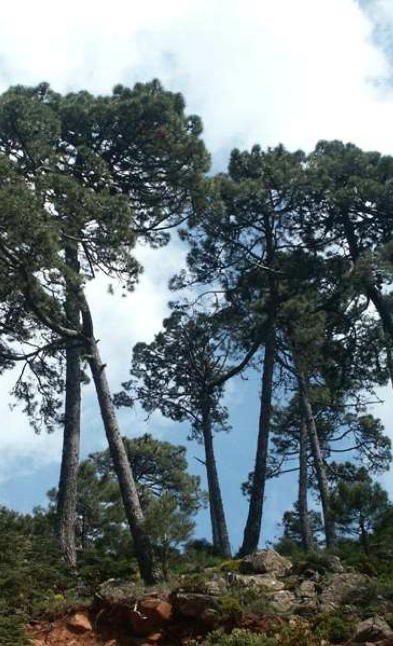 9540 Pinares mediterráneos de pinos mesogeanos endémicos Formaciones de pinos de marcado carácter mediterráneo (Pinus halepensis, P. pinea y P. pinaster), salvo las de arenales costeros.