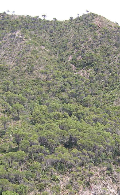 9540 Pinares mediterráneos de pinos mesogeanos endémicos DISTRIBUCIÓN Y CARTOGRAFÍA En la mayor parte de sierras de Andalucía, especialmente en las béticas.