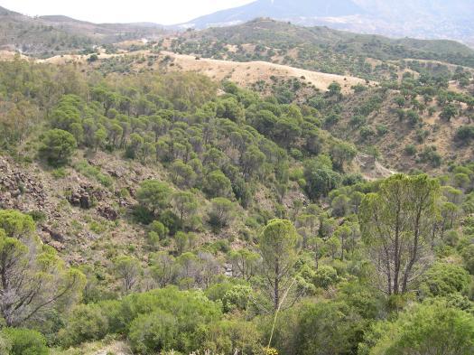 -Cartografía y evaluación de los ecosistemas forestales de Andalucía a escala de detalle. 1996-2006. Consejería de Medio Ambiente. Junta de Andalucía.