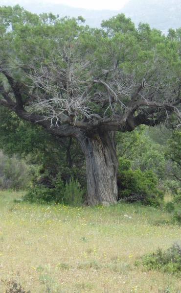 9560 Bosques endémicos de Juniperus spp * Formaciones abiertas dominadas por sabinas (Juniperus sabina, Juniperus thurifera o Juniperus phoenicea).