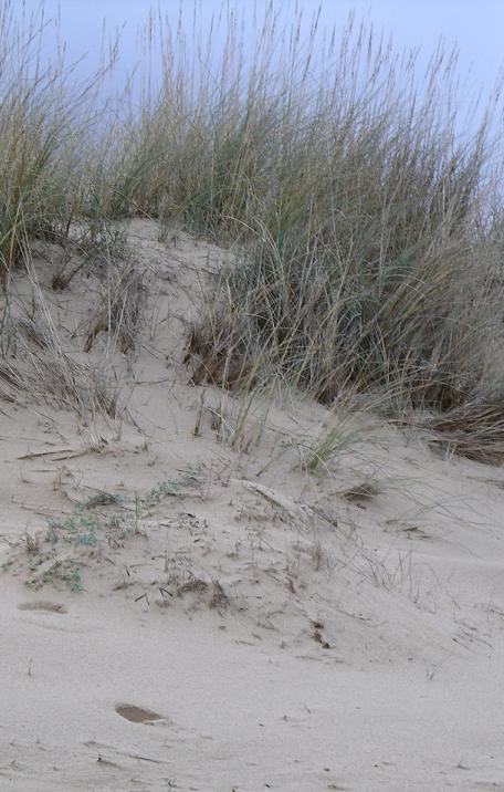 2120 Dunas móviles de litoral con Ammophila arenaria (dunas blancas) Acumulaciones grandes y móviles de arena que constituyen el primer cordón dunar (dunas blancas) en las costas tanto atlánticas