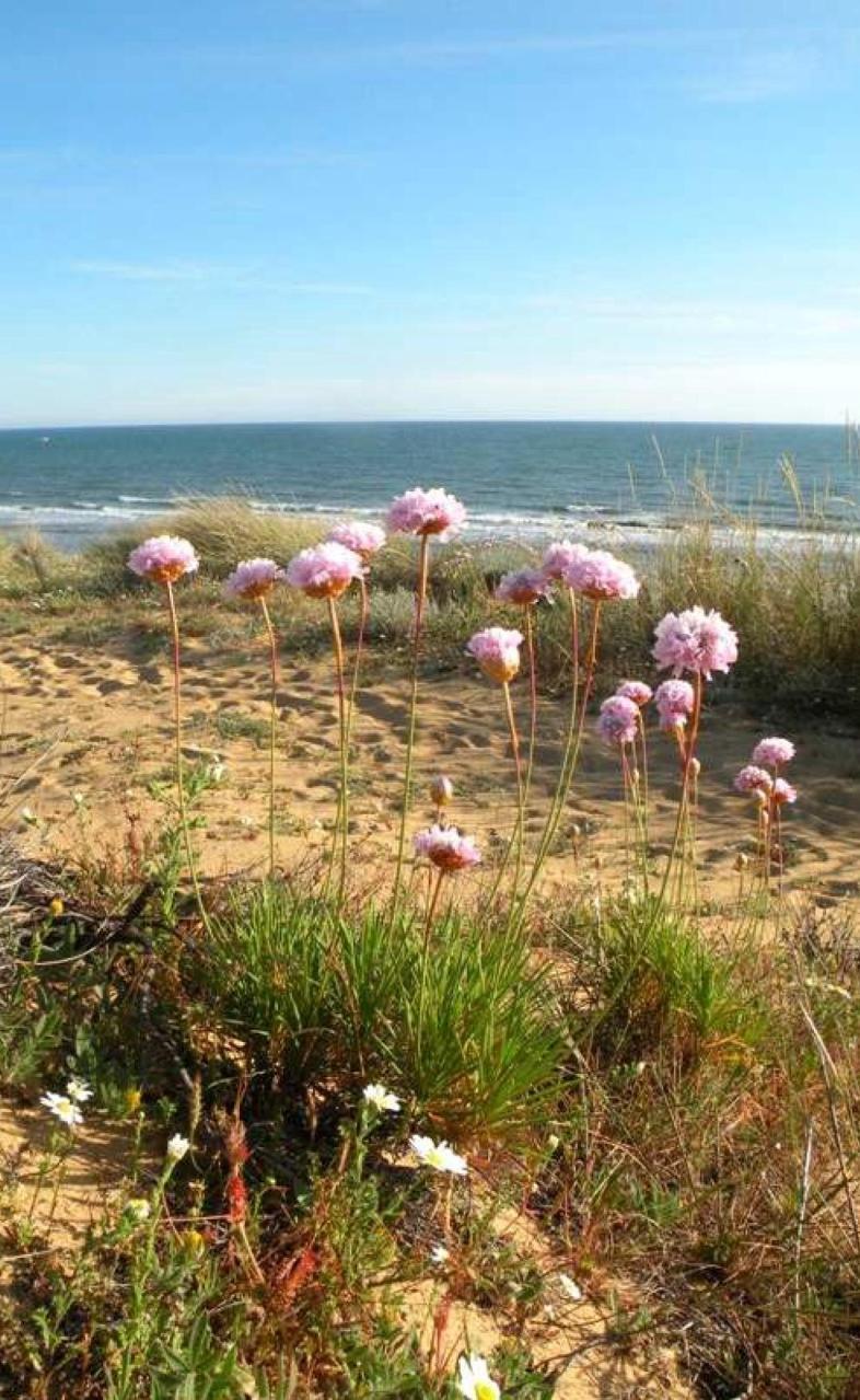 2130 Dunas costeras fijas con vegetación herbácea (dunas grises) * Constituye la tercera banda del gradiente dunar (dunas grises) de las costas atlánticas, con comunidades formadas por herbáceas y