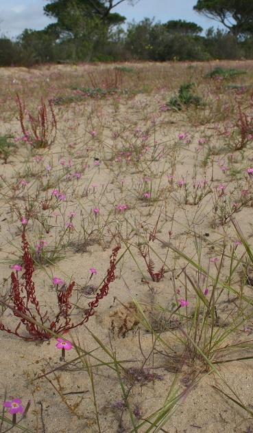 2230_1 Pastizales de arenales interiores mediterráneos Hábitat constituido por comunidades vegetales anuales de desarrollo primaveral efímero, que ocupan claros existentes entre otros tipos de