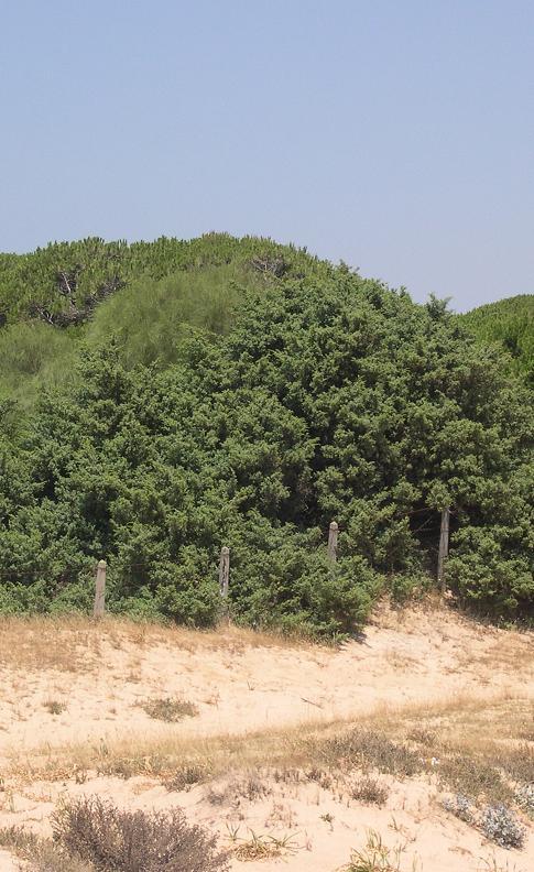2250 Dunas litorales con Juniperus spp * Bosquetes de enebros y sabinas costeros. Se desarrollan sobre suelos completamente estabilizados.