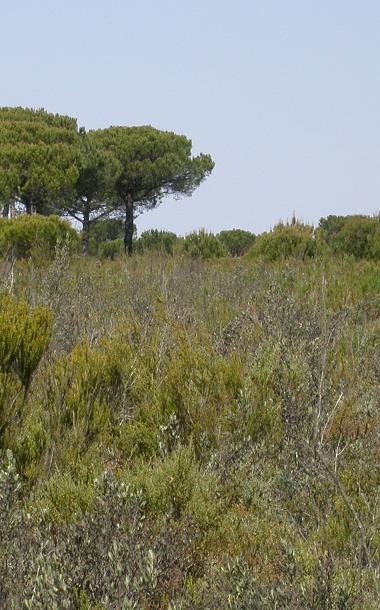 2260_1 Tomillares y matorrales de arenales interiores mediterráneos Formaciones de matorrales esclerófilos de diversa talla que se desarrollan en arenales de interior de origen litoral o mixto.