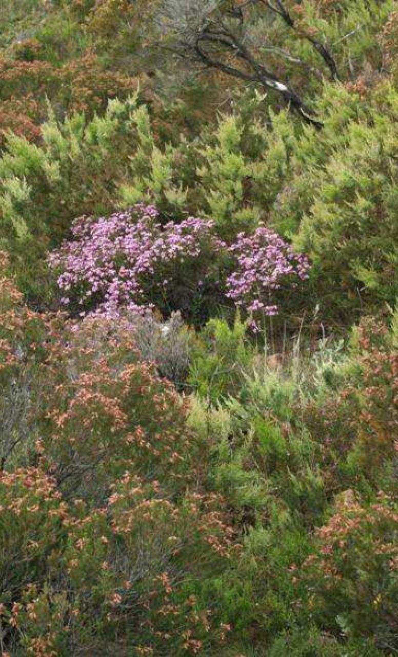 4030 Brezales secos europeos Formaciones arbustivas, frecuentemente densas, de talla media a baja con Calluna vulgaris y especies de brezo (Erica spp.), de aulaga (Genista spp.