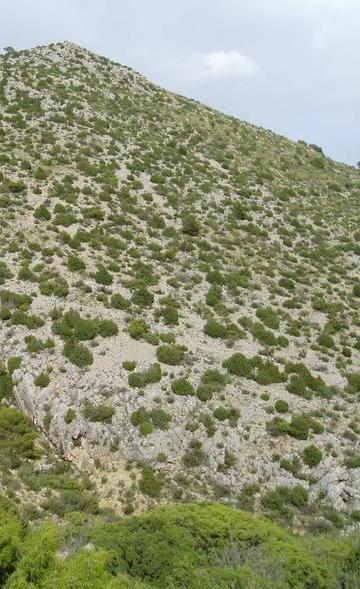 5210 Matorrales arborescentes de Juniperus spp Matorrales arborescentes dominados por alguna especie de Juniperus.