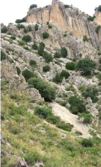 5210 Matorrales arborescentes de Juniperus spp Se encontraría en la mayor parte de los sistemas serranos de Andalucía, pero con mayor importancia en las montañas béticas.