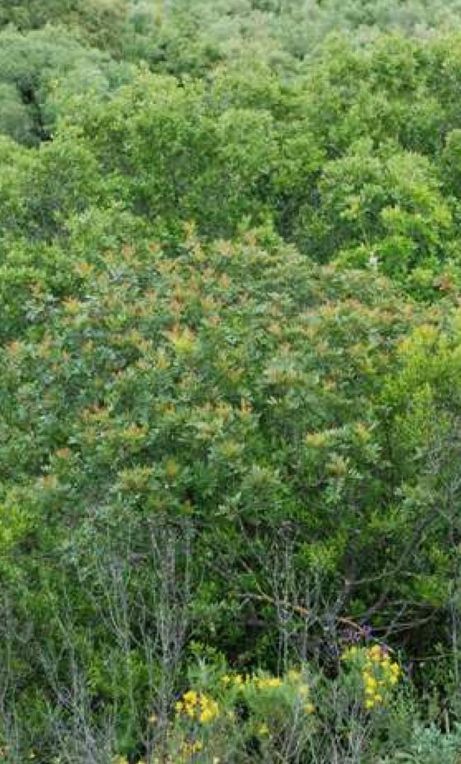 5330_1 Matorrales arborescentes de Arbutus unedo y otras arbustedas lauroides (Ericion arboreae) Formaciones arbustivo-arborescentes muy densas, dominadas por elementos de hoja lauroide.