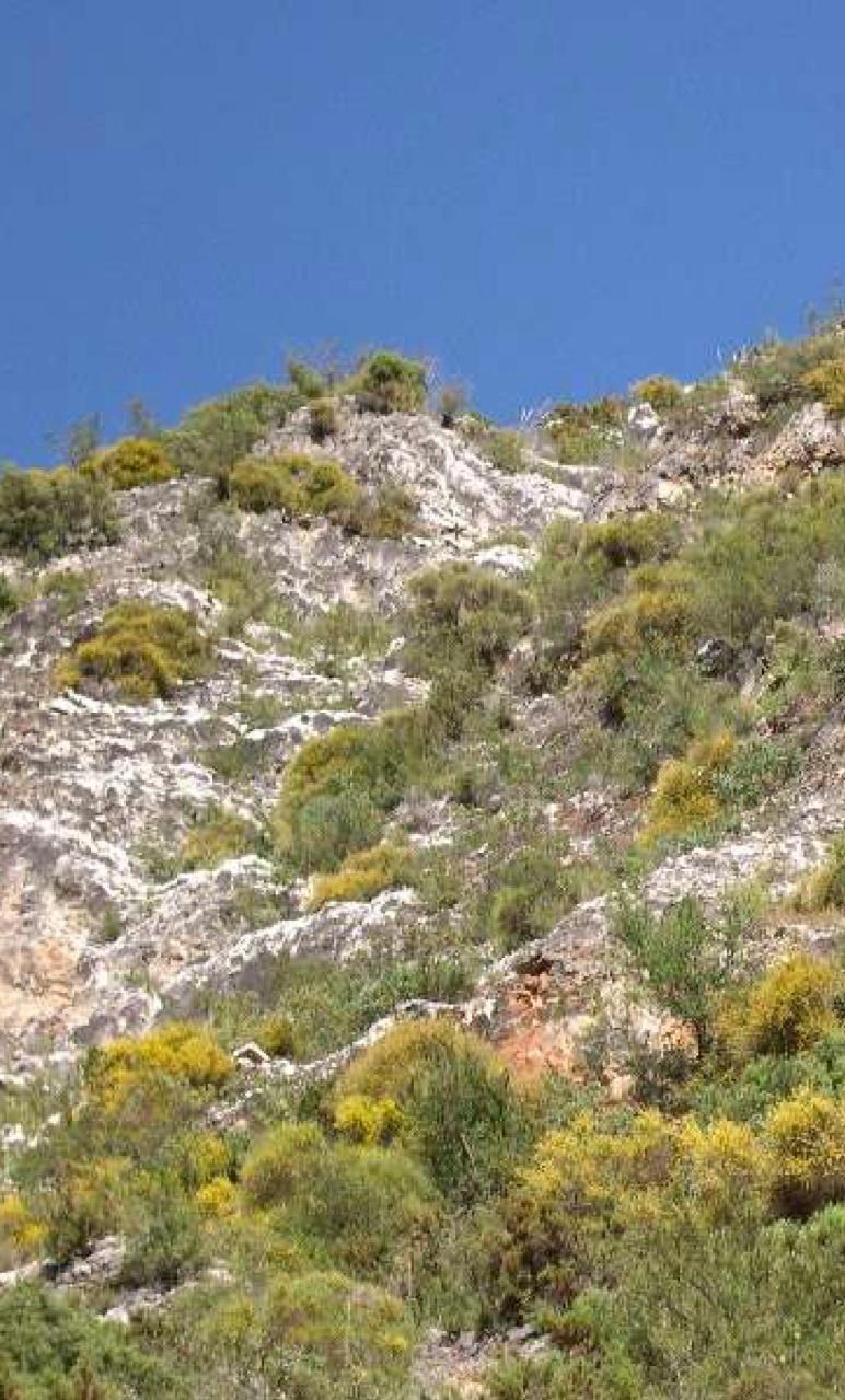 5330_4 Matorrales permanentes termo-xerófilos mediterráneos Formaciones dominadas por genisteas endémicas y que se localizan en ambientes térmicos y xéricos, en su mayoría, de distribución oriental.