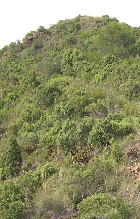 5330_7 Coscojares mesomediterráneos de Quercus cocciferae (Rhamno-Quercion) Los coscojares de la Alianza Rhamno-Quercion son formaciones representativas del ámbito mediterráneo (mesomediterráneo)