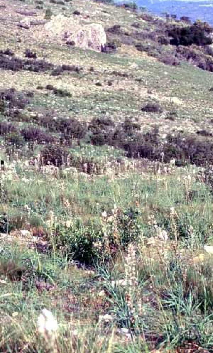 6230 Formaciones herbosas con Nardus, con numerosas especies, sobre sustratos silíceos de zonas montañosas (y de zonas submontañosas de la Europa continental) * Prados densos vivaces dominados por