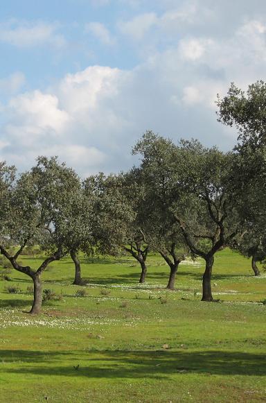 6310 Dehesas perennifolias de Quercus spp Paisaje de la península Ibérica caracterizado por pastizales arbolados con un dosel arbóreo de densidad variable compuesto, principalmente, por especies del