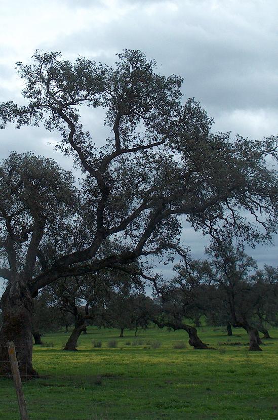 6310 Dehesas perennifolias de Quercus spp No se han identificado comunidades asociadas al Hábitat, son las especies las que actúan de características y definitorias.