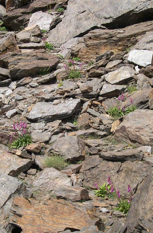 8130 Desprendimientos mediterráneos occidentales y termófilos Acúmulos de piedras en las laderas con vegetación dispersa que enraíza entre el material detrítico y que reciben distintas