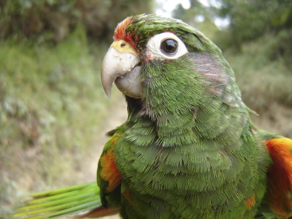 EL MARCO DEL PROYECTO SELVA busca aplicar la ciencia de la biogeografía como una herramienta para entender varios aspectos de la ecología de las aves neotropicales: determinar cuál es su distribución