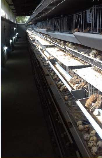 Para cada 1.000 aves en jaula se necesitan 35 metros cuadrados de galpón haciendo módulos de 5 pisos y dejando corredores de 1.25 metros de ancho entre las líneas de módulos.