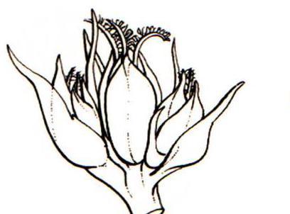 Flores en racimos o espigas 3. Ovario 1-locular Phytolaccaceae 4. Perianto con las piezas libres 5.