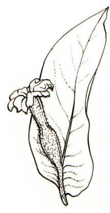Ovario 2-pluricarpelar. Flores en racimos o espigas 3. Ovario 1-locular Phytolaccaceae 4.