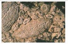 - Tortugas: son reptiles con el cuerpo cubierto por un caparazón dérmico. Distribución: Jurásico-Actualidad.
