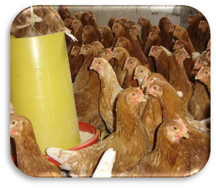 productora de las pollitas; mayor desarrollo del tracto digestivo que permite mejores consumos en el inicio de la producción. Pollas Proteína 14% Mínimo Grasa 2.