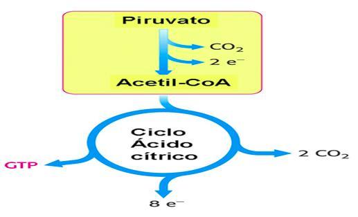 EL CICLE DE KREBS I. Formació d Acetil-CoA. II. Cicle de Krebs.