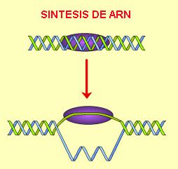 El proceso de síntesis de ARN o TRANSCRIPCIÓN, consiste en hacer una copia complementaria de un trozo de ADN.