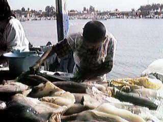 pesca, la técnica utilizada (artes de pesca), las tradiciones de las comunidades pesqueras involucradas, sus formas de organización social y económica.