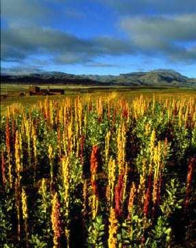 Propiedades y características del producto La quinua es un cereal procedente del altiplano boliviano. Allí se cultiva la quinua desde hace 5.000 años aproximadamente.
