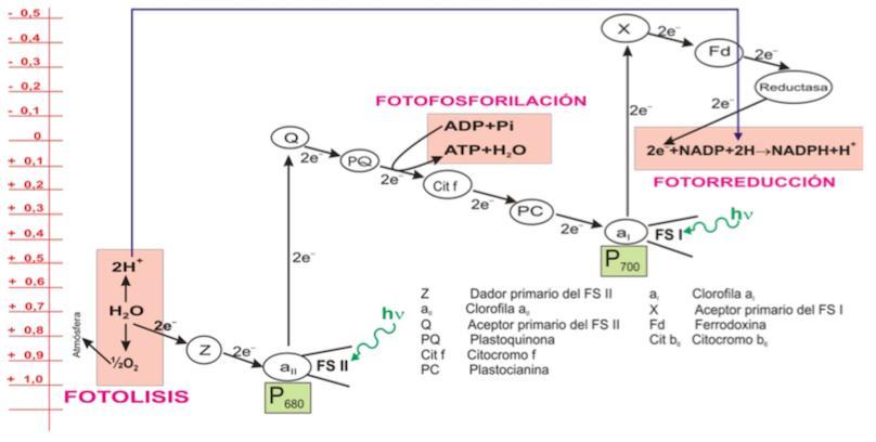 La ferredoxina pasa los dos electrones a la enzima ferredoxina NADP-reductasa, que se activa, capta dos protones del estroma y se los transfiere, junto a los dos electrones, al ion NADP +, que se