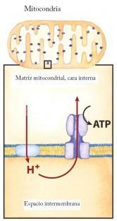 Translocación de proteínas a la mitocondria Aunque la mitocondria tiene un genoma propio, la mayoria de sus proteínas son codificadas a nivel del núcleo, por lo tanto al ser transcritas en el núcleo,