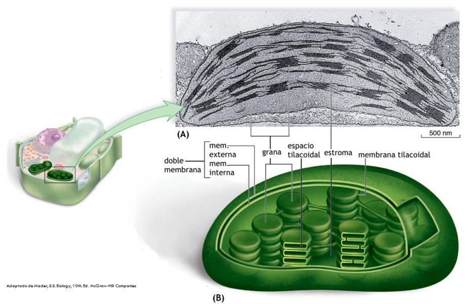 pequeñas. Mientras la matriz de la mitocondria equivale al estroma en el cloroplasto, contiene el sistema genético y diversas enzimas metabólicas.