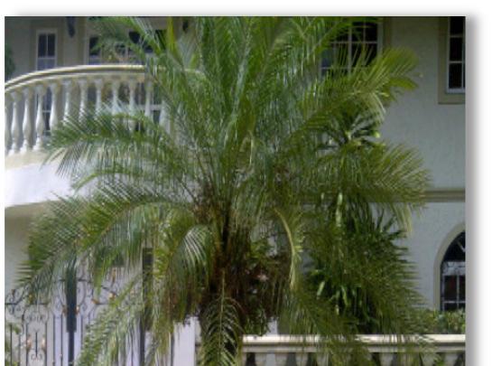 Especies recomendadas en áreas próximas a líneas eléctricas. Nombre Científico: Cyrtostaschys renda Blume Familia: Araceae Nombre común: Palma Roja.