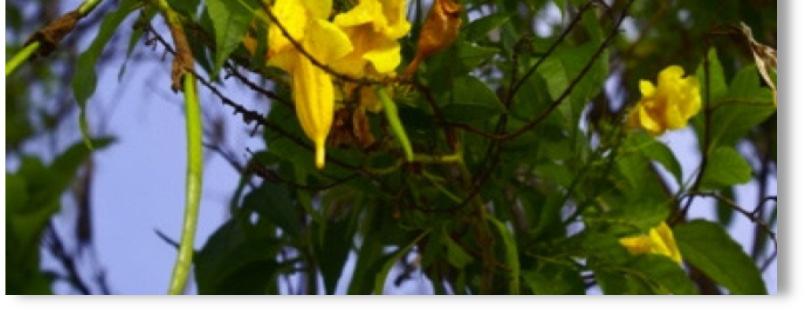 ) Juss. ex Kunth Familia: Bignoniaceae Nombres Comunes: Copete, Tropeta amarilla.