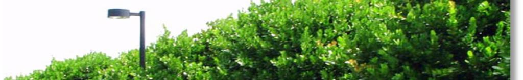 Familia: Calophyllaceae Nombre Común: María Descripción: árbol de hasta 10 m de alto.
