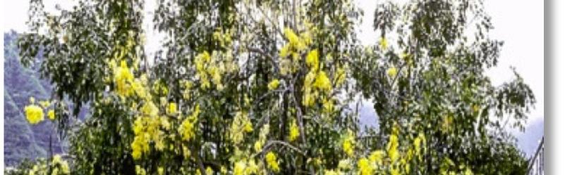 Familia: Caesalpiniaceae Nombres comunes: Golden shower cassia