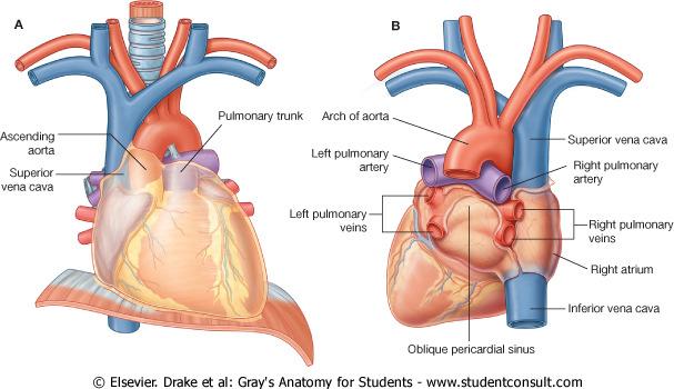 Grandes vasos Tronco pulmonar: Nace en cono arterioso en el ventrículo dº A nivel de T5-T6 T6 se divide Arteria pulmonar dº Arteria pulmonar izquierda Aorta ascendente Está contenida en el saco