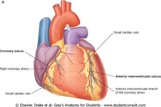coronario y la rama circunfleja de la arteria coronaria