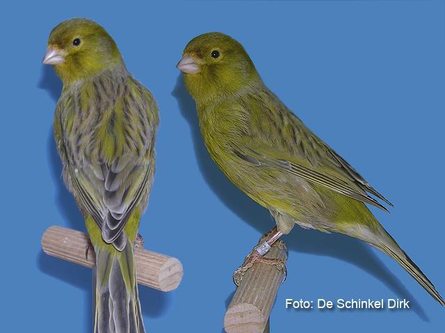 continuación, en la parte media de las grandes plumas (remeras y timoneras), estos pájaros son en definitiva pasteles pero se los juzga por separado